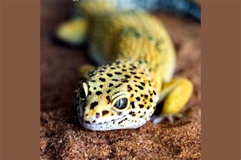 reptoids online|9 Best Online Reptiles Stores of 2024 (& What You Need to Know.